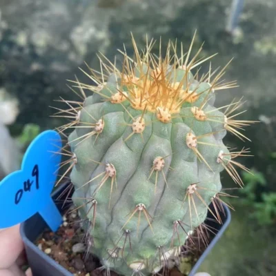 Succulent Copiapoa haseltoniana seedgrowth Garden Décor Boutique WYSIWYG 049#