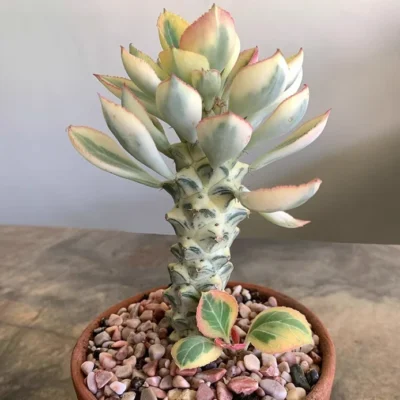 Cactus Plants Monadenium ritchiei white var garden garden high 4-5cm 1PCS