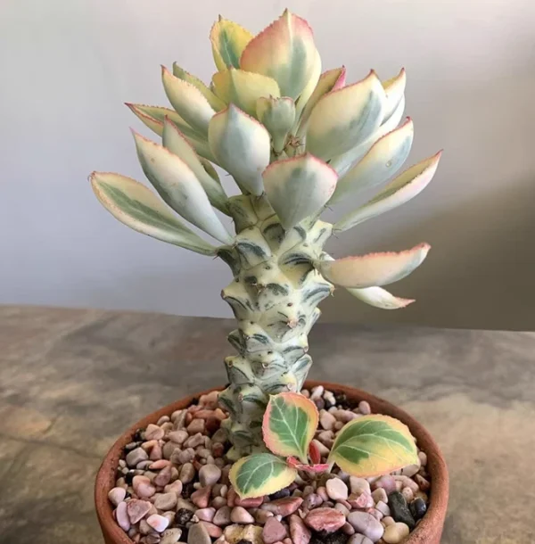 Cactus Plants Monadenium ritchiei white var garden garden high 4-5cm 1PCS