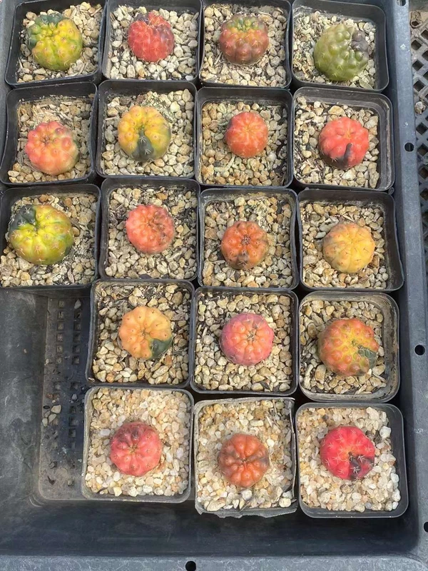 RareSucculent Plant Gymnocalycium quehlianum Variegated sugar 2-3CM
