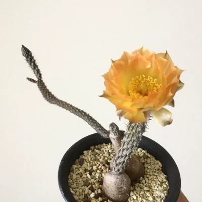 Tephrocactus tuberosus Opuntia chaffeyi cactus Succulent plants 2CM