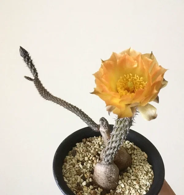 Tephrocactus tuberosus Opuntia chaffeyi cactus Succulent plants 2CM