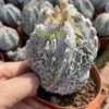 Succulent Plant Astrophytum myriostigma 'Onzuka' Random SelfRooted