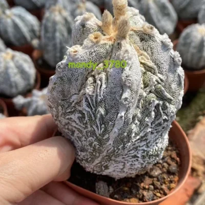 Succulent Plant Astrophytum myriostigma 'Onzuka' Random SelfRooted