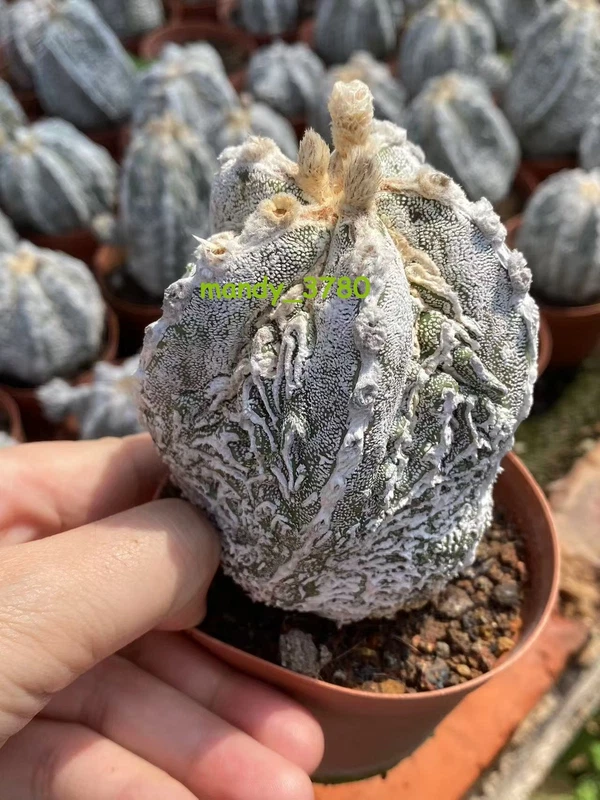 Succulent Plant Astrophytum myriostigma 'Onzuka' Random SelfRooted