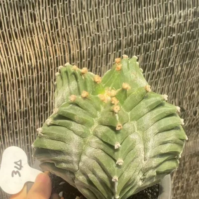 Astrophytum myriostygma 'Kikko' SeedGrowth succulents cactus plants WYSIWYG