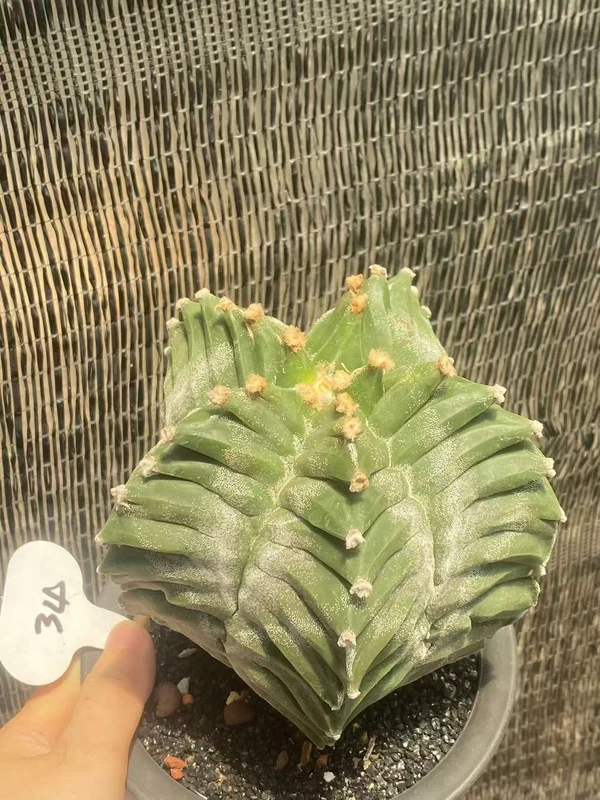 Astrophytum myriostygma 'Kikko' SeedGrowth succulents cactus plants WYSIWYG