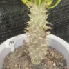 RareSucculent Pachypodium ambongense seedgrowth Caudex Feature WYSIWYG 100