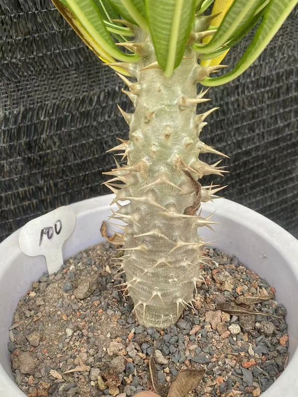 RareSucculent Pachypodium ambongense seedgrowth Caudex Feature WYSIWYG 100