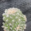 Multi Heads Ariocarpus retusus Succulents plant A·retusus CactusGrafted WYSIWYG3