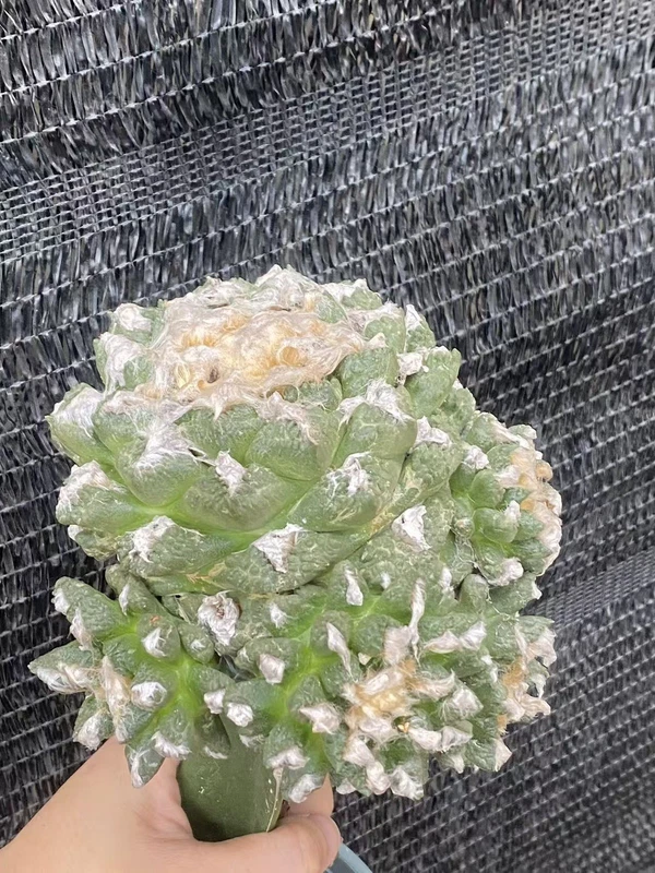 Multi Heads Ariocarpus retusus Succulents plant A·retusus CactusGrafted WYSIWYG3