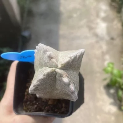 Whitesloanea crassa Pseudolithos cubiformis Raresucculent cactus WYSIWYG 080#