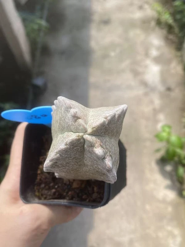 Whitesloanea crassa Pseudolithos cubiformis Raresucculent cactus WYSIWYG 080#