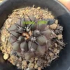 RareSucculent plants Copiapoa cinerea seedinggrowth 2.5-3.5CM