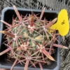 Ferocactus latispinus Devil's Tongue wide spine succulentCactus Plant WYSIWYG 8