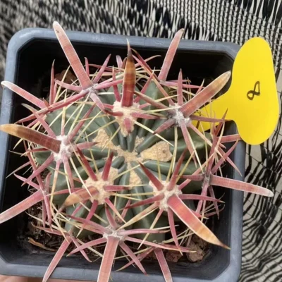 Ferocactus latispinus Devil's Tongue wide spine succulentCactus Plant WYSIWYG 8