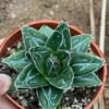 Agave filifera var. compacta D status agave succulent plant 5-8cm