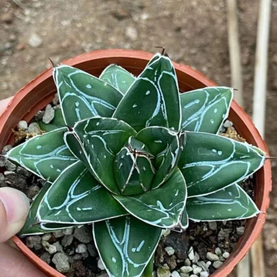 Agave filifera var. compacta D status agave succulent plant 5-8cm