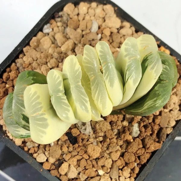 Haworthia truncata vaeiegata Succulent plants potted beautiful Plants 4-5cm