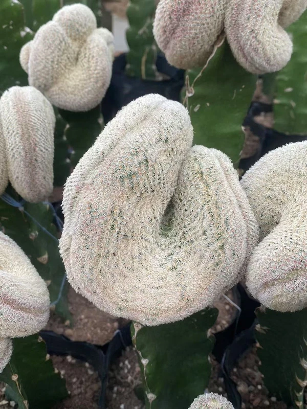 Echinocereus cactus Succulent plants Home Garden Bonsai Garden decoration pot