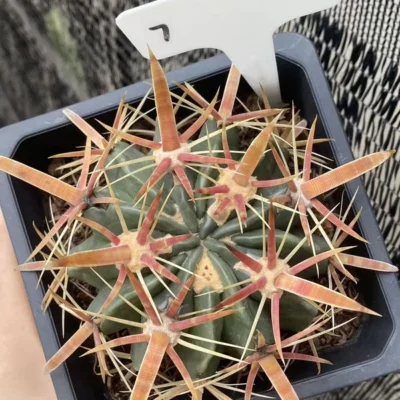 Ferocactus latispinus Devil's Tongue wide spine succulentCactus Plant WYSIWYG 7