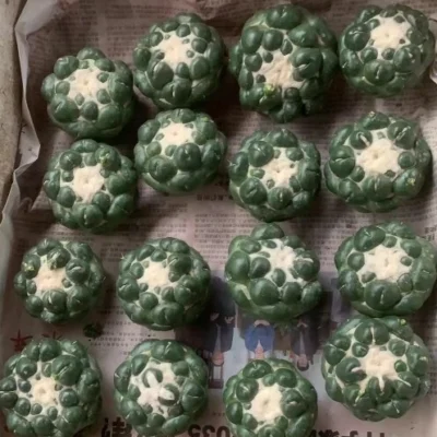 Coryphantha elephantidens norootstock cactus Succulent plants