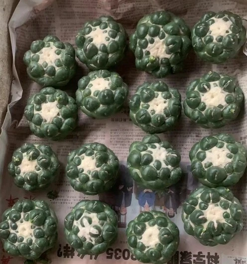 Coryphantha elephantidens norootstock cactus Succulent plants