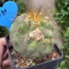 7.1CM Succulent Copiapoa haseltoniana seedgrowth Garden Décor Boutique WYSIWYG