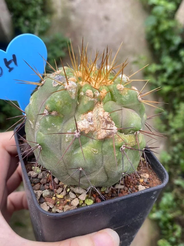 7.1CM Succulent Copiapoa haseltoniana seedgrowth Garden Décor Boutique WYSIWYG