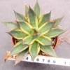 Agave Burnt Burgundy variegated Agavaceae Succulents Home Garden RarePot 8-10CM