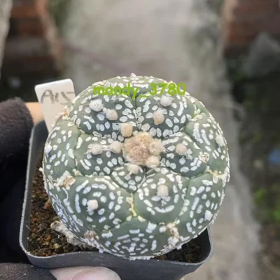 Astrophytum asterias Primitive succulent plants seedgrowth WYSIWYG#A15