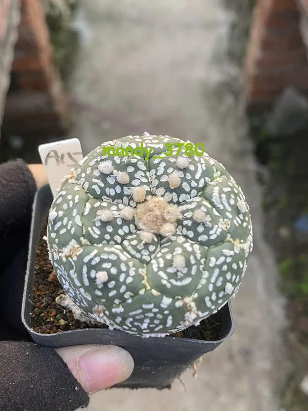 Astrophytum asterias Primitive succulent plants seedgrowth WYSIWYG#A15