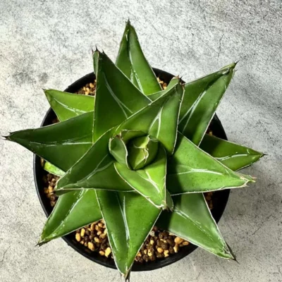 RareSucculent Plant Agave victoriae-reginae 'Super Wide' Garden Decor Boutique