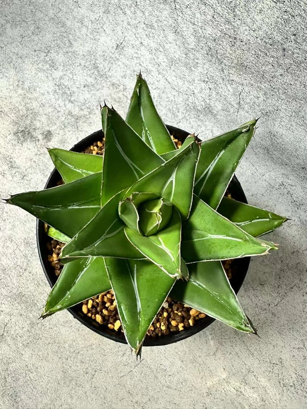RareSucculent Plant Agave victoriae-reginae 'Super Wide' Garden Decor Boutique