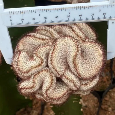 Mammillaria perezdelarosae var andersoniana Crested Garden Décor Boutique7-10CM