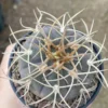 RareSucculent Plant Gymnocalycium spegazzinii ownroot Garden Cactus