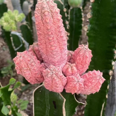 Multi Heads Succulent plant Euphorbia abdelkuri Balfour fil 'Variegata'