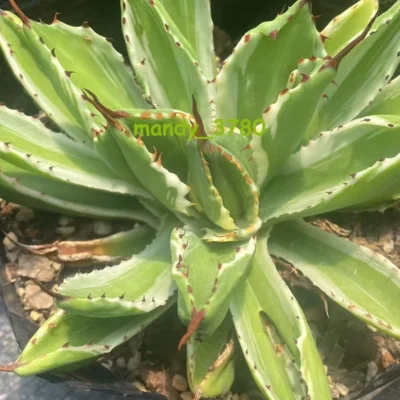Agave isthmensis 'Cubic var Miscellaneous Rareagave plant 7-10cm