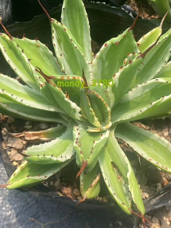 Agave isthmensis 'Cubic var Miscellaneous Rareagave plant 7-10cm