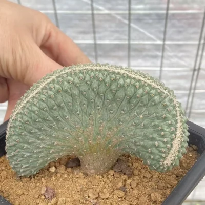 Raresuculent Strombocactus disciformis f. cristata SeedGrown WYSIWYG 5.15