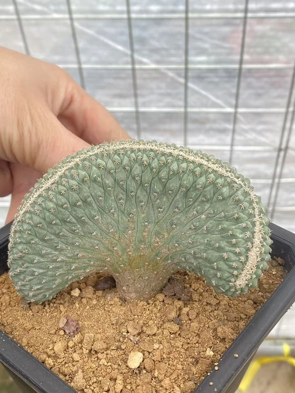 Raresuculent Strombocactus disciformis f. cristata SeedGrown WYSIWYG 5.15