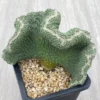 Raresuculent Strombocactus disciformis f. cristata SeedGrown WYSIWYG