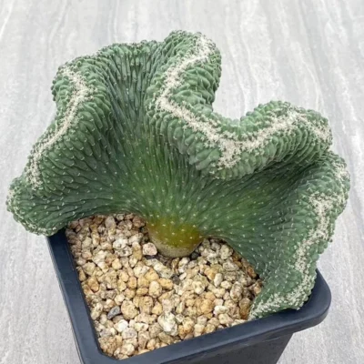 Raresuculent Strombocactus disciformis f. cristata SeedGrown WYSIWYG