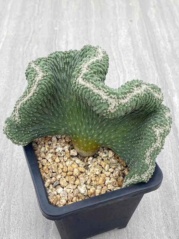 Raresuculent Strombocactus disciformis f. cristata SeedGrown WYSIWYG