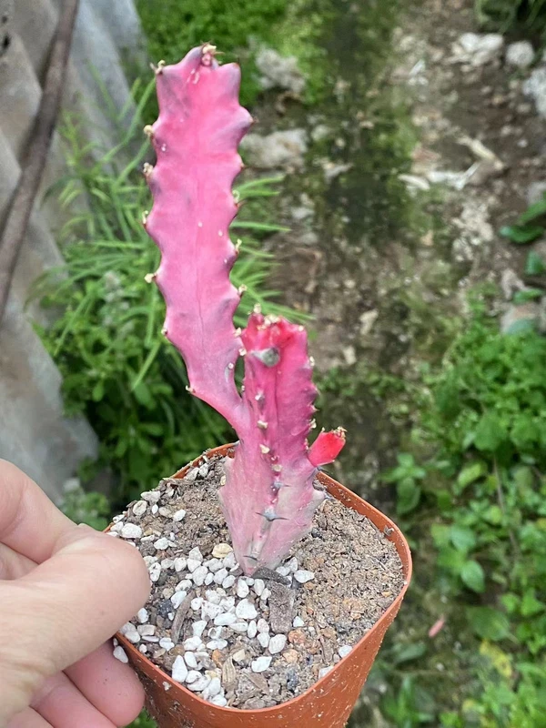 3pcs 8-10cm Succulent cactus plants Euphorbiaceae Euphorbia sp Home Bonsai