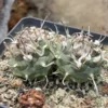 Multi Heads Turbinicarpus Succulent Plant seedgrowth WYSIWYG 10.28-2