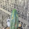 Rainbow Myrtillocactus geometrizans variegated Succulents Plants WYSIWYG 14#