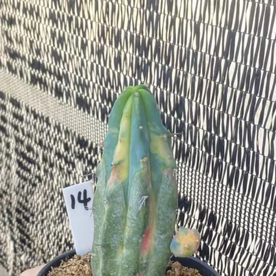 Rainbow Myrtillocactus geometrizans variegated Succulents Plants WYSIWYG 14#