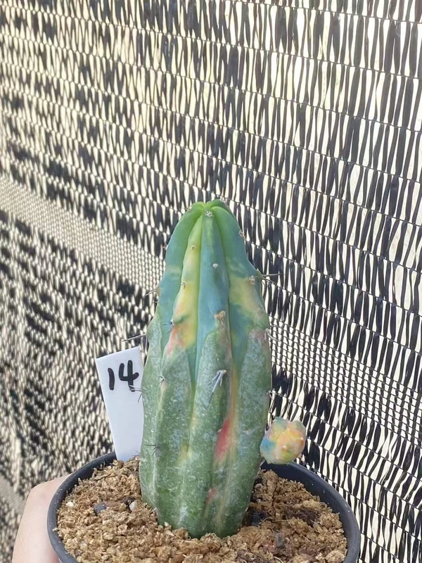 Rainbow Myrtillocactus geometrizans variegated Succulents Plants WYSIWYG 14#