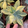 RareSucculent Plant Agave potatorum 'Kisshou-kan-nishiki' Garden 10CM